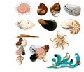 Collection of shell Royalty Free Stock Photo