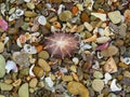 Collection of shells on the beach