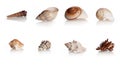 Collection Shells Marine Mollusks Royalty Free Stock Photo