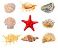 Collection of shells and red starfish isolated on white background Royalty Free Stock Photo