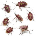Collection of Shield bugs, Dolycoris baccarum