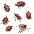 Collection of Shield bugs, Dolycoris baccarum Royalty Free Stock Photo