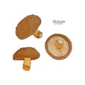 Collection of shiitake: mushroom and a bit of shiitake. Mushroom. Vector hand drawn illustration. - Vector Royalty Free Stock Photo