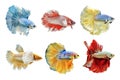 Collection of Siamese Fighting Fish, colorful Betta Fish on White Background, Half Moon Royalty Free Stock Photo