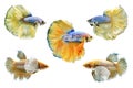 Collection of Siamese Fighting Fish, yellow Betta Fish on White Background, Half Moon