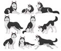 Collection of Siberian Husky in various poses, white and black purebred dog animal with blue eyes vector Illustration on Royalty Free Stock Photo