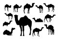 Collection of silhouette camel mammal vector illustration, arabic animal logo vector