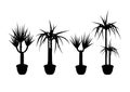 Collection silhouette yucca in pot isolated on white background