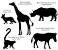 Silhouettes of animals of Africa: giraffe, rhino, zebra, lemur, fennec