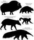 Collection of silhouettes of animals living in the territory of North and South America