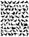 Collection silhouettes of birds. Vector collection of birds silhouettes. Birds silhouette set. Royalty Free Stock Photo