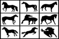 Collection of silhouettes of black horses Royalty Free Stock Photo