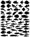 Collection silhouettes of fish. Fish silhouettes. Set of fish. Bundle fish. Fish silhouettes. Royalty Free Stock Photo