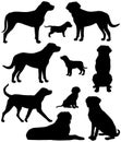 Collection of silhouettes of greater swiss mountain dog breed