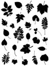 Collection of silhouettes of leaves