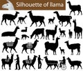 Collection of silhouettes of llamas and its cubs