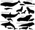 Collection Of Silhouettes Of Marine Mammals And Its Cubs