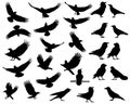 Collection of silhouettes of ravens and crows Royalty Free Stock Photo