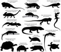 Collection of silhouettes of reptiles