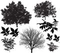 Collection of silhouettes of walnut trees and leaves Royalty Free Stock Photo