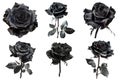 A Collection of Six Dark, Black Roses in Full Bloom Royalty Free Stock Photo
