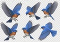 Six eastern bluebirds in flight poses isolated on white background Royalty Free Stock Photo