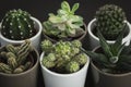 Collection of six small cacti and succulent plants in pots Royalty Free Stock Photo