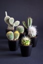 Collection of Small Cacti Succulents in Black Pots on Gray Background Royalty Free Stock Photo