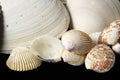Small sea shells on black background with large Royalty Free Stock Photo