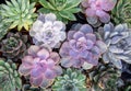 Collection of small decorative succulents in pots, top view