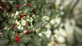 a collection of small plants with red flowers and patterned green leaves