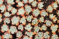 Small Succulent Cacti Mint and Orange Background