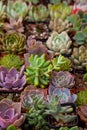 Collection of small succulent plants