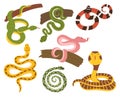 Collection Of Snakes, Showcasing Vibrant Scales And Intricate Patterns. From Slithering Serpents To Coiled Wonders