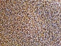 Collection of soybean seeds