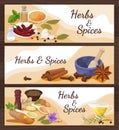 Collection spices and herbs banner vector illustration horizontal placard cooking ingredients