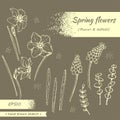 Collection of Spring flawers, daffodils and muscaries . Detailed hand-drawn sketches Royalty Free Stock Photo