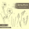 Collection of Spring flawers, daffodils and muscaries . Detailed hand-drawn sketches Royalty Free Stock Photo