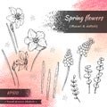 Collection of Spring flawers, daffodils and muscaries . Detailed hand-drawn sketches Royalty Free Stock Photo