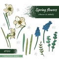 Collection of Spring flawers, daffodils and muscaries . Detailed hand-drawn sketches Royalty Free Stock Photo