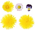 Collection of spring flower blossoms isolated on white background. Top view of dandelion, daisy and violet flowers in full bloom Royalty Free Stock Photo
