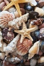 Collection of starfish and seashells Royalty Free Stock Photo