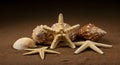 Collection of Starfish and Seashells on Sandy Surface in Natural Lighting Royalty Free Stock Photo