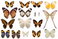 A collection of butterfly wings isolated on a white background Royalty Free Stock Photo