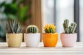 Collection of succulent cactus plants in different colorful pots. Various potted house plants on white shelf at home