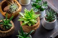 Collection of succulent plants for home deco.