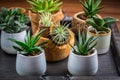 Collection of succulent plants for home deco.