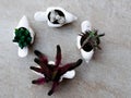 Collection of succulent plants planted on White bird shaped pot view from above