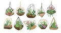 Collection of succulents, cactuses and other desert plants growing in various glass vivariums or florariums. Stylish