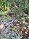 Collection of succulents with thorns, cactaceae, cactus and fatty plants